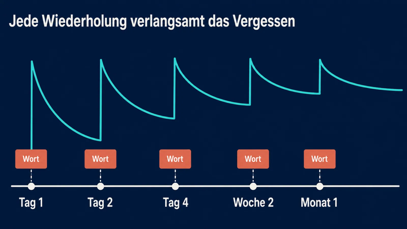 Wiederholungsplan: wie Intervalle das Vergessen verlangsamen