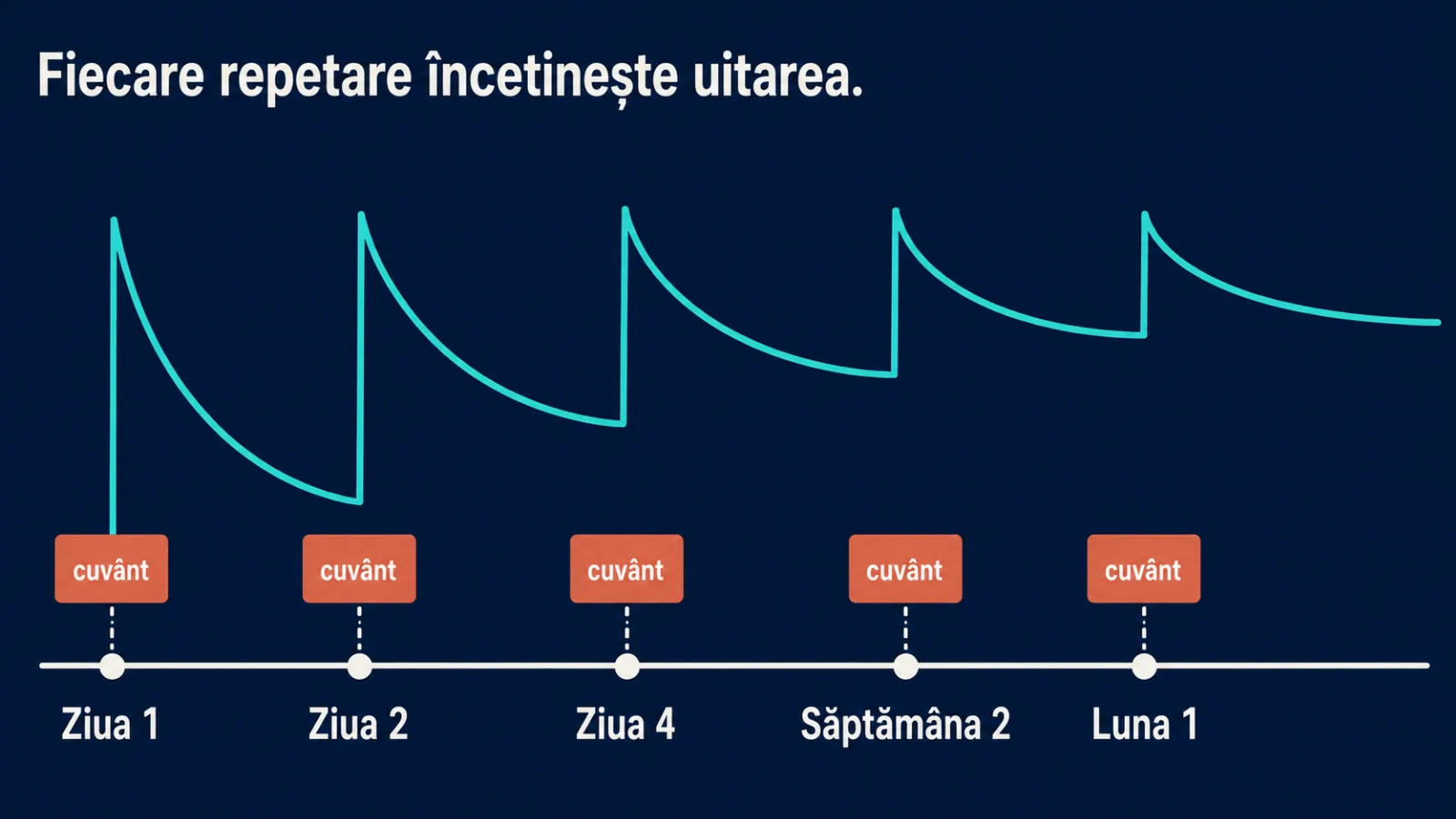 Program de repetare: cum încetinesc intervalele uitarea