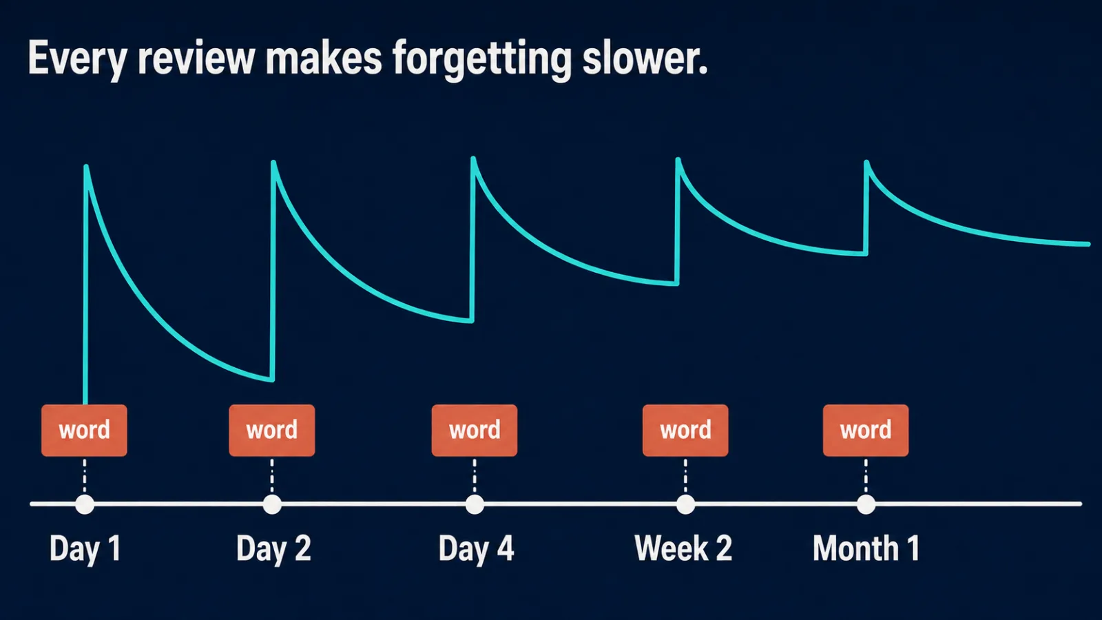 A review schedule: how spacing slows down forgetting