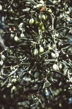 Olive — aceituna