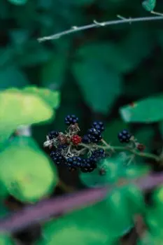 Чёрная смородина — Black currant
