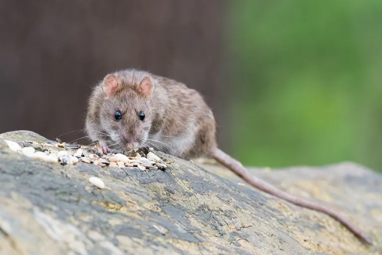 vermin — nuisibles
