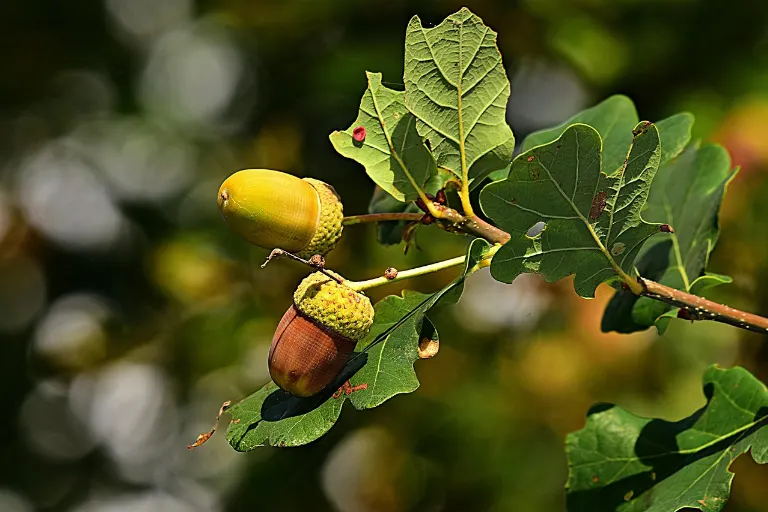 oak — chêne
