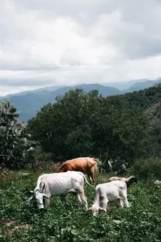 Выпас скота — grazing