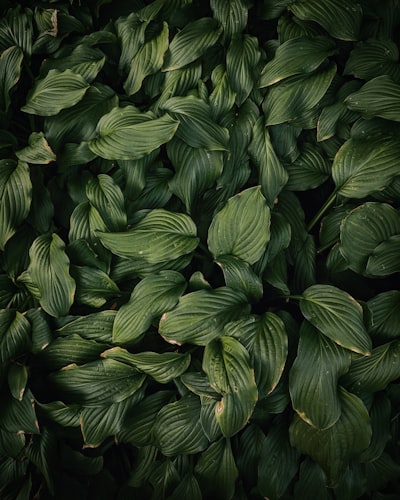 зелень — Verdure