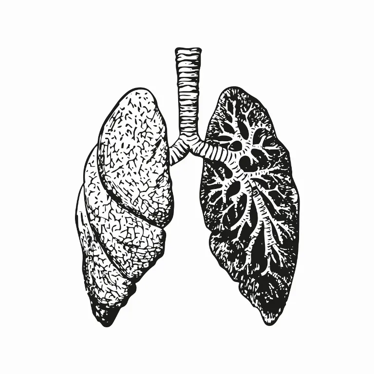 lung — poumon
