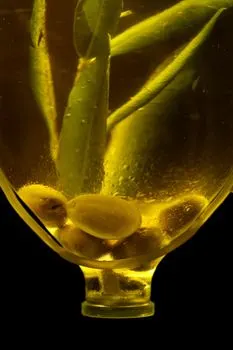 olive oil — olio d'oliva