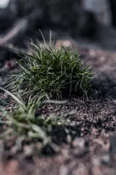 клочок травы — a patch of grass