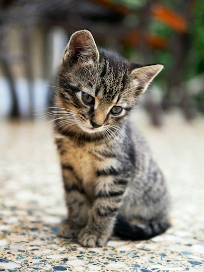 bezaubernd — adorable