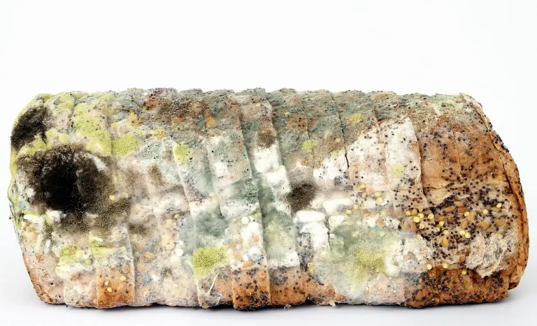 mold — moisissure