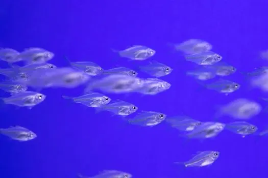Сельдь — Herring