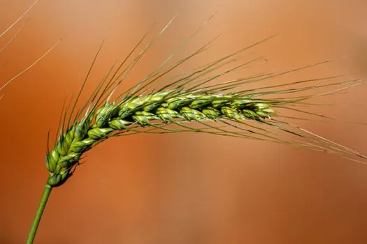 Рис — Rice
