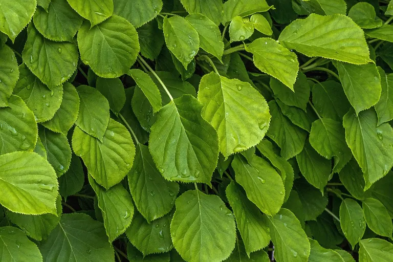 green — vert