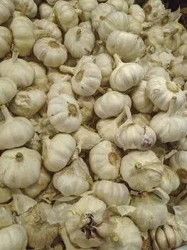 Cebolla — Zwiebel