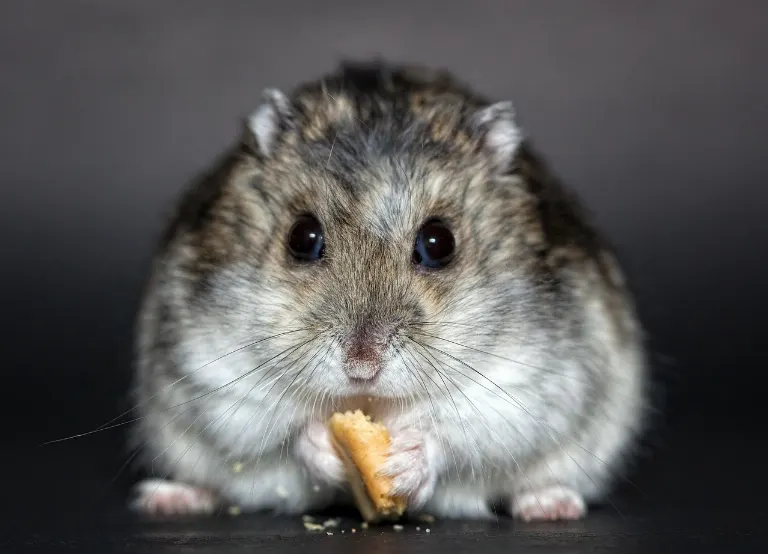 hamster — hamster
