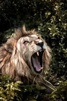 доминирующий — Dominant