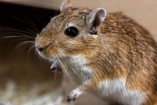 морская свинка — Guinea pig