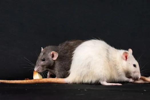Грызун — Rodent