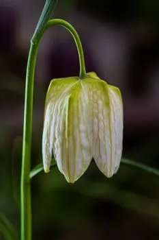 Тюльпан — Tulip