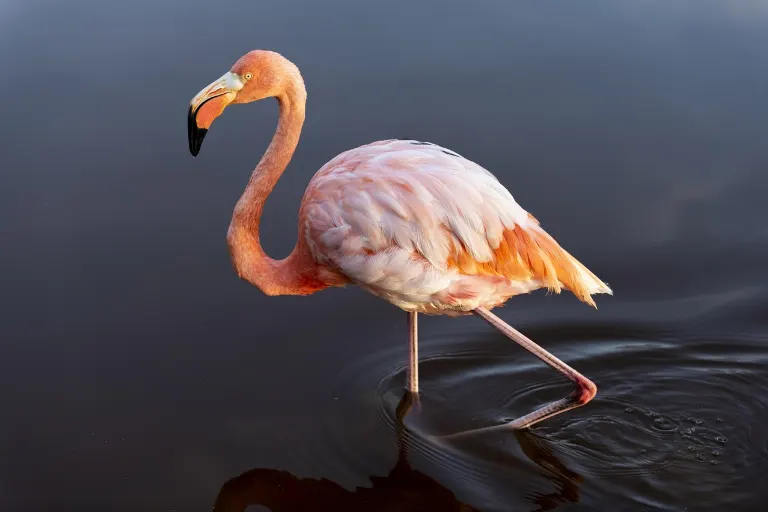 flamingo — flamant rose