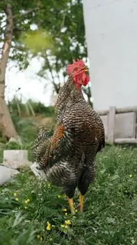 громкий звук — Gobbling noise