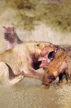 особенно уязвимы для хищников — Particularly vulnerable to predators