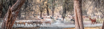 conduite du troupeau — Herding