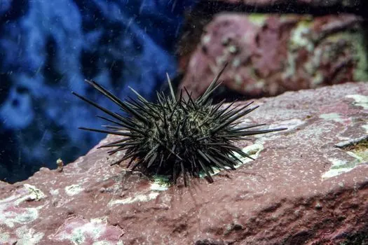 морской ёж — urchin