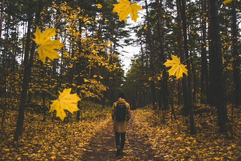 wander — flâner