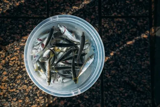 Пескари — Minnows