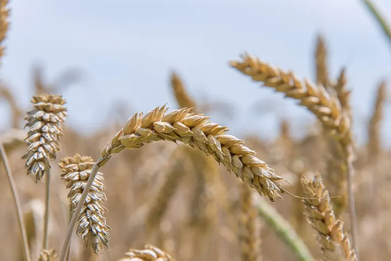 grain — céréales