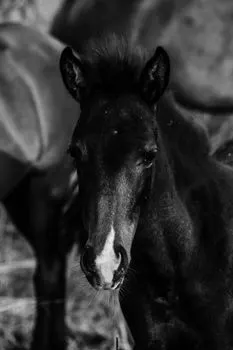 Черный жеребенок — Black foal