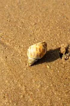 перекус — Fish go potty for a cheeky whelk