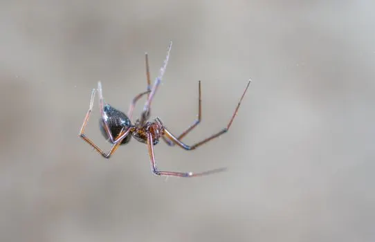 Pauci — spiders