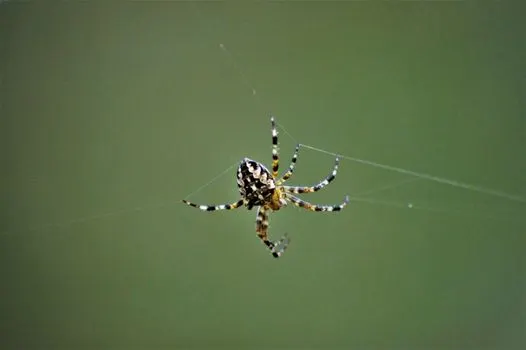 Паук — Araña