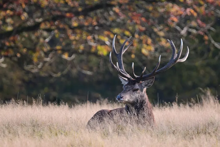 wildlife — faune et flore