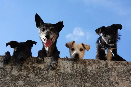 Hunde — cani