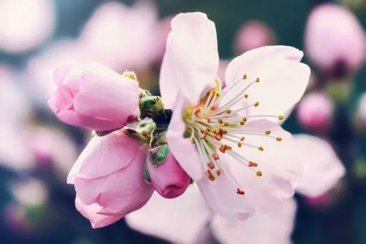 roze — rosa