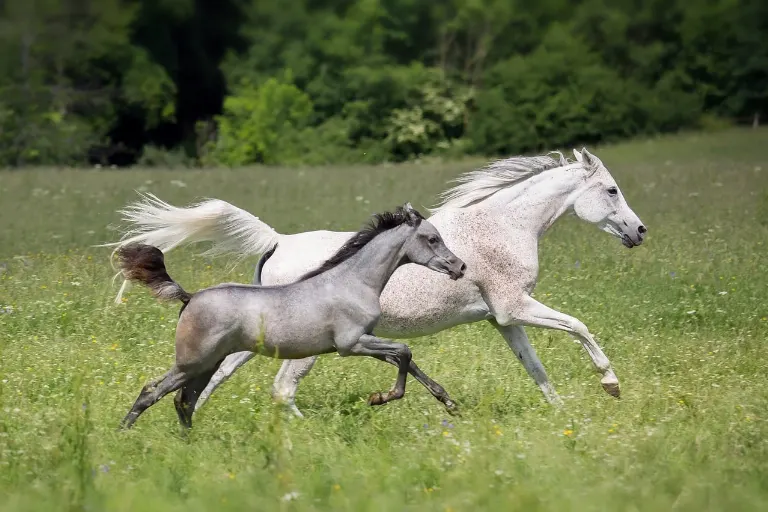 horse — cheval