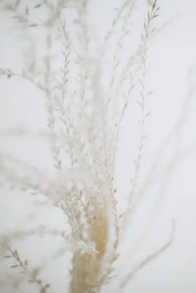 Wisp — filet