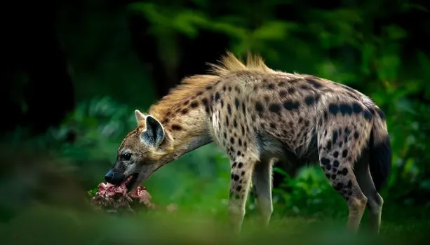 superdepredador — Apex predator