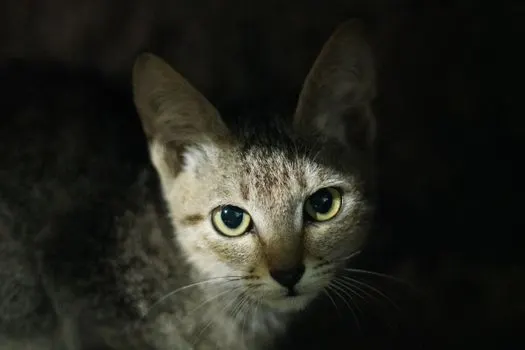 Mon petit chat — Meine kleine Katze