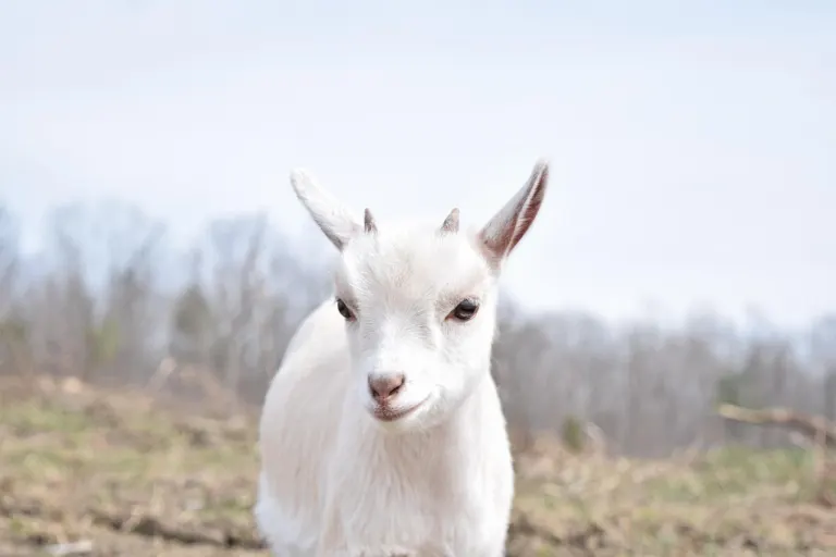 goat — chèvre