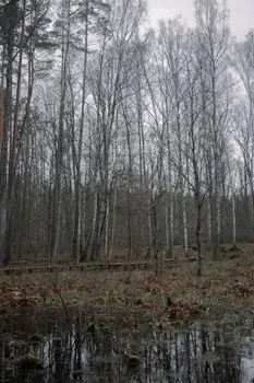 болото — Swamp