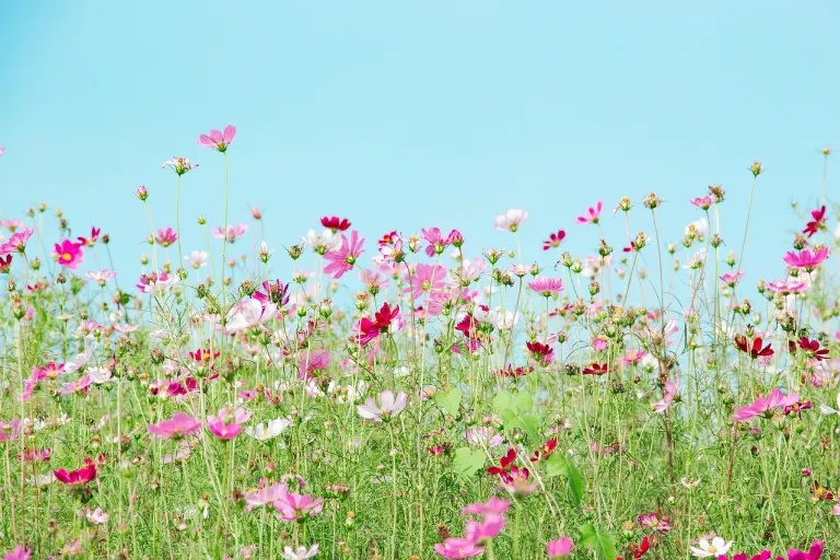 lovely — precioso