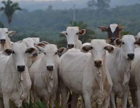 Kuh — Vaca