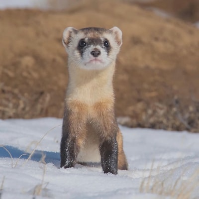 furet — ferret