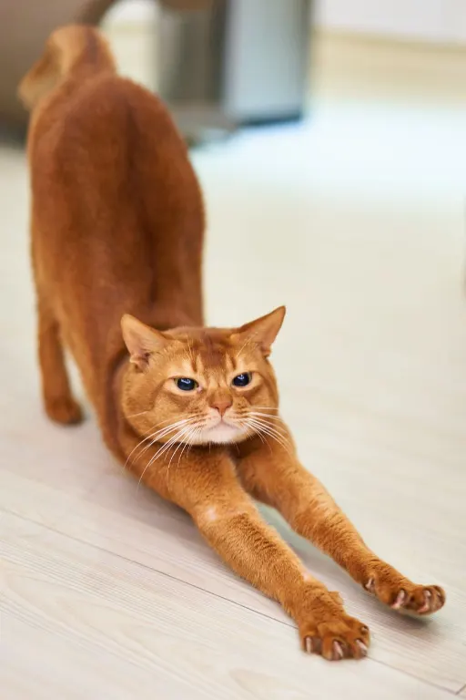 stretched — distendu