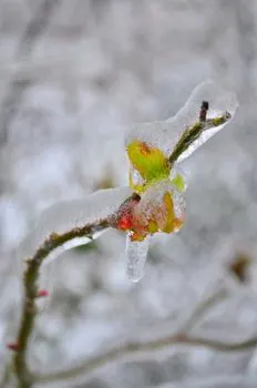 замерзший — frosted