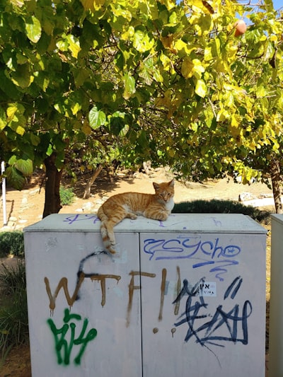 Went feral — est retourné à l'état sauvage